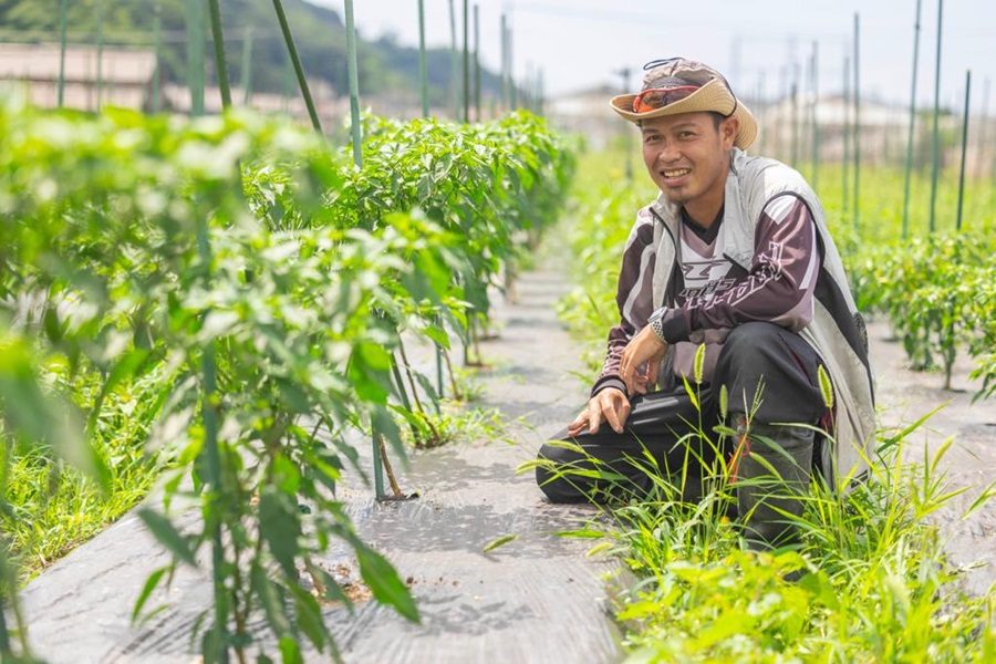 Menjadi Petani Sukses Di Negara Matahari Terbit, Fahmi Alumnus SMKN 63 Jakarta Mendirikan Perusahaan Agribisnis " Wakai Farm.My"