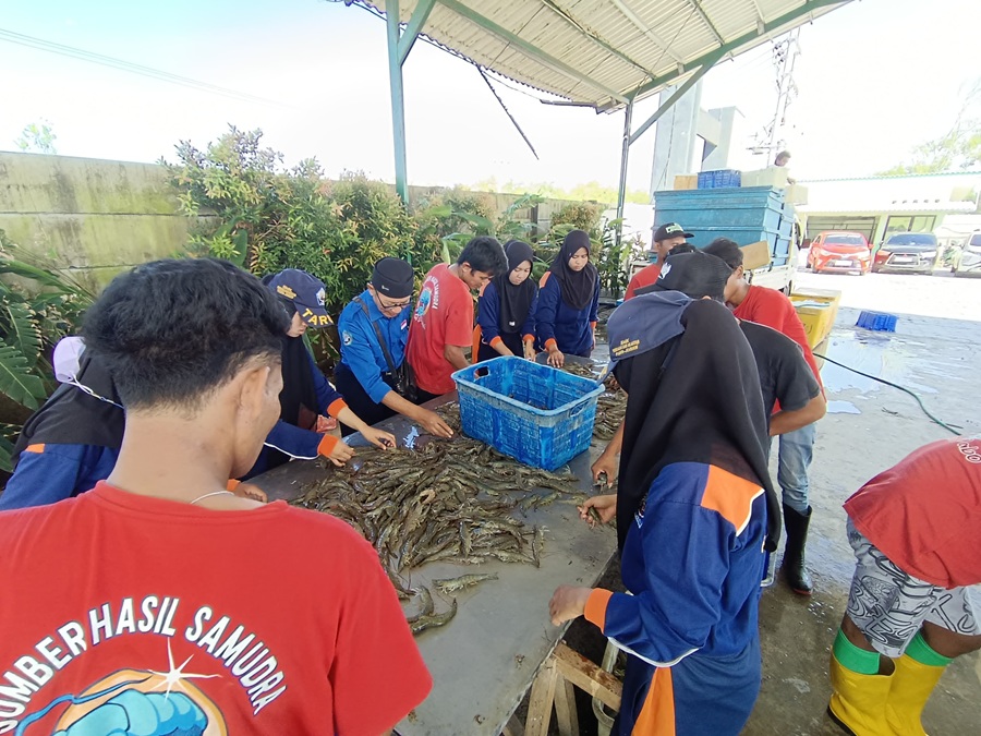 Dukung Astacita Presiden, SMK Perikanan dan Kelautan Puger Panen Udang Senilai Lebih dari 800 Juta